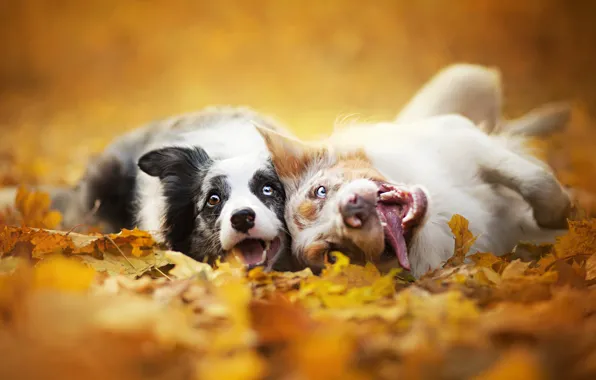 Picture autumn, dogs, leaves, nature, two, muzzle, Border collie