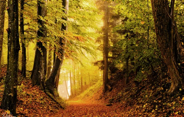 Picture autumn, forest, nature, foliage, brightness