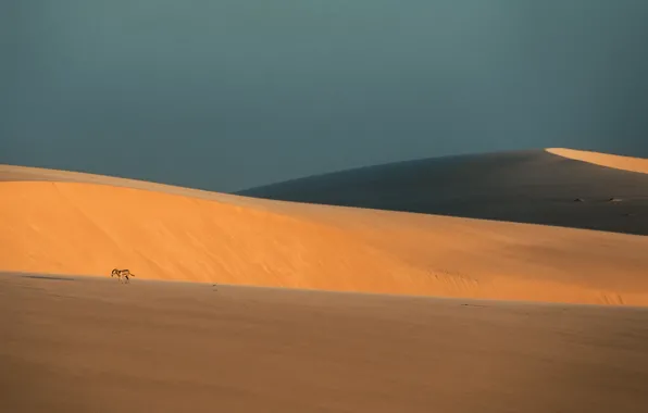 Picture landscape, nature, desert, donkey