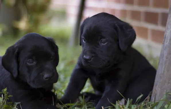 Picture black, Dog, puppies, Labrador, doggie, Retriever, happy
