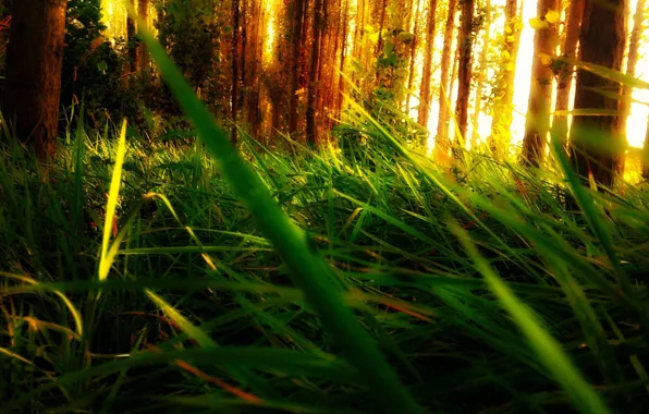 Picture forest, grass, leaves, light, trees