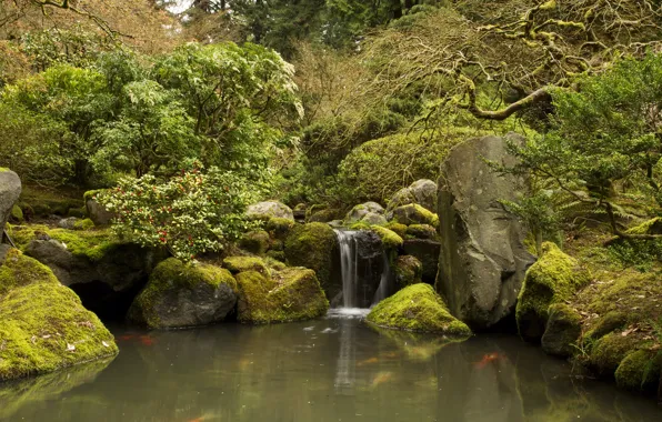 Picture trees, pond, stream, stones, waterfall, moss, garden, USA, the bushes, Oregon, Portland, Japanese Gardens