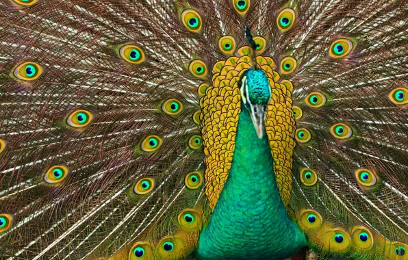 Picture bird, feathers, tail, peacock