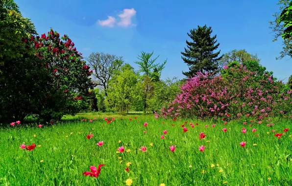 Picture GRASS, The SKY, GREENS, FLOWERS, TREES, BEAUTY, GREEN, LAWN