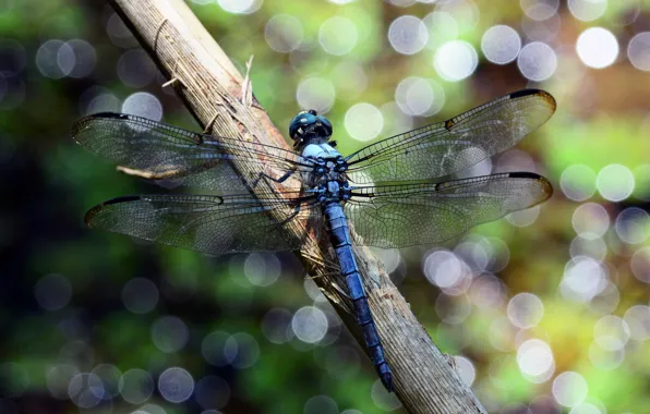 Picture macro, lights, dragonfly, blue, bokeh, stem, Wallpaper from lolita777