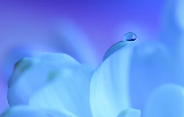 Picture flower, water, drop, petals