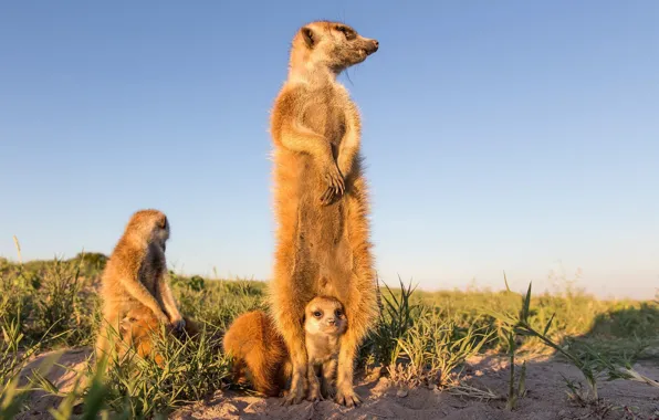 Picture meerkats, cub, stand
