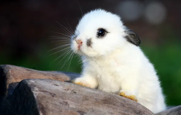 Picture white, rabbit, baby, ears, rabbit