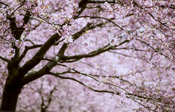 Picture branches, tree, pink, spring, Sakura, flowering