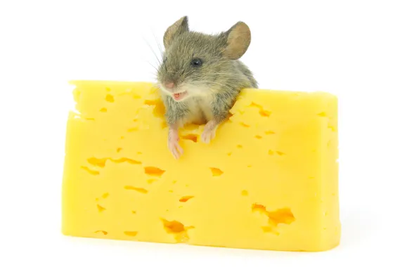 Picture mouse, cheese, cheese, mouse, rodents