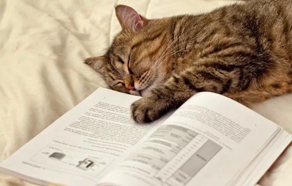 Picture cat, cat, paw, sleeping, lies, book, page
