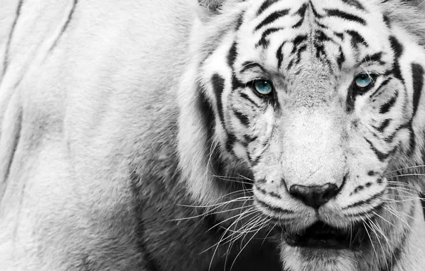 Picture look, face, tiger, black and white