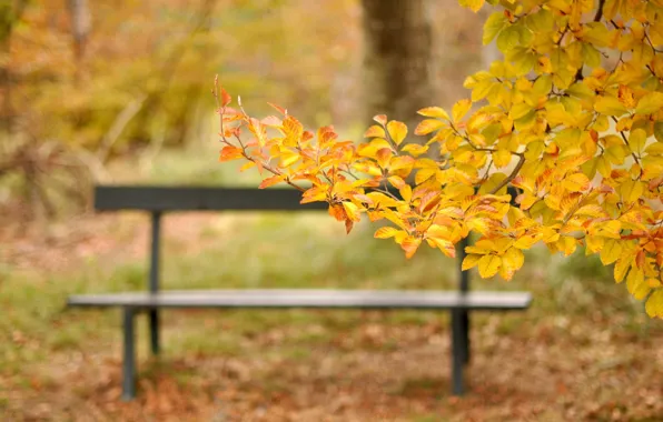 Picture autumn, leaves, bench, Park, branch, yellow