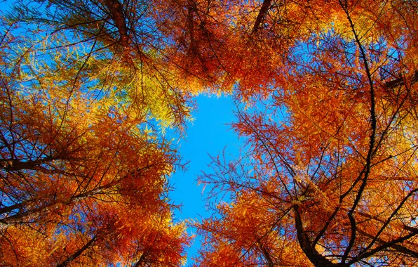 Picture autumn, the sky, leaves, trees