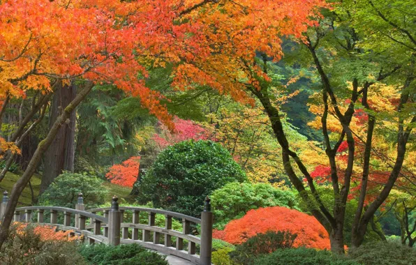 Picture autumn, trees, Park, Japan, the bridge, the bushes