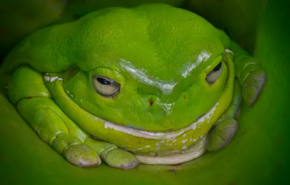 Picture frog, Australia, green