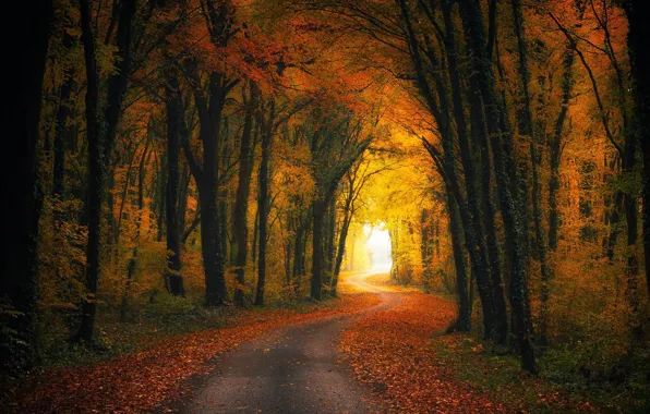 Picture road, autumn, trees, the tunnel