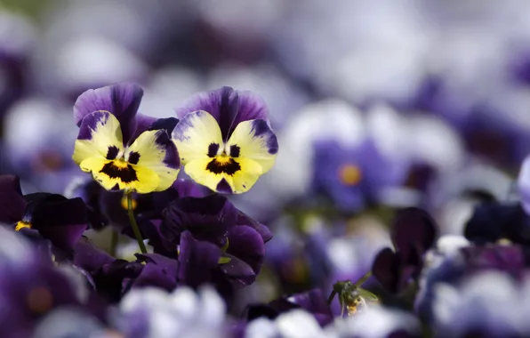Picture flowers, yellow, blur, purple, Pansy