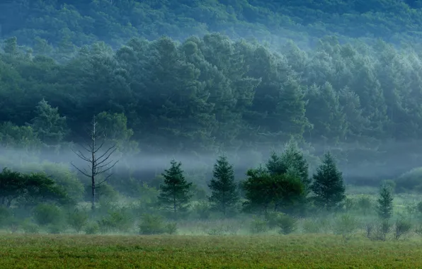 Picture field, forest, grass, trees, fog