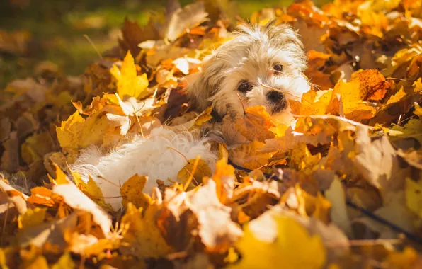 Picture autumn, leaves, dog
