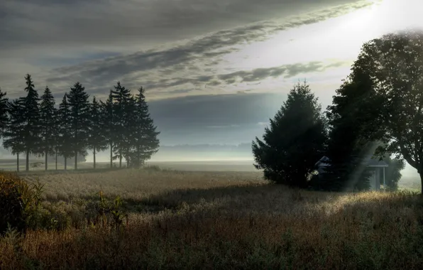 Picture field, trees, landscape, fog, morning