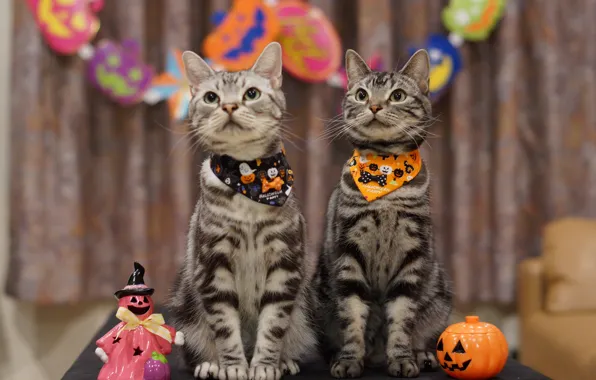 Picture holiday, cats, Halloween
