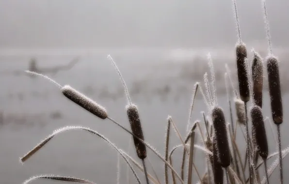 Picture frost, fog, swamp, Grass