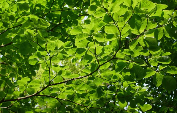 Picture summer, trees, nature, branch, texture, green leaves, light green background
