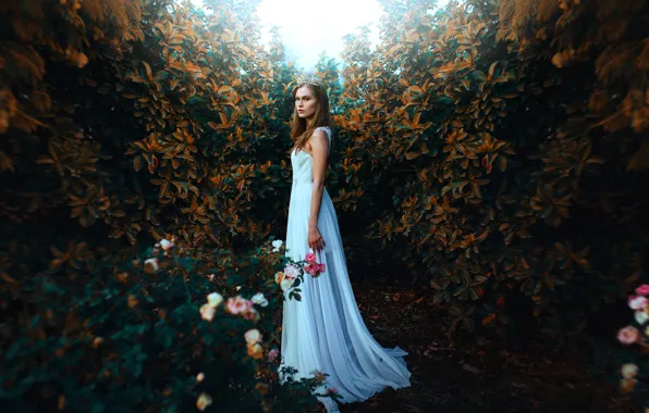 Picture girl, style, mood, roses, dress, Diadema, the bushes
