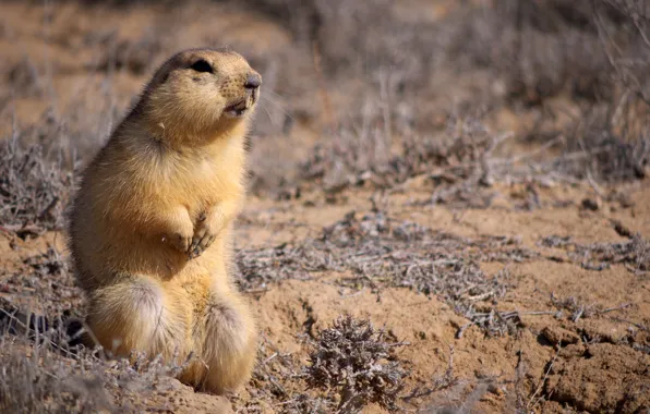 Picture sand, animal, small, sitting, looks, Gopher