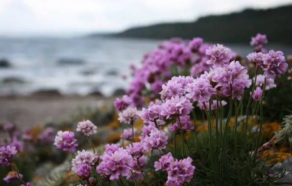 Picture macro, flowers, nature, shore, plants, Pink