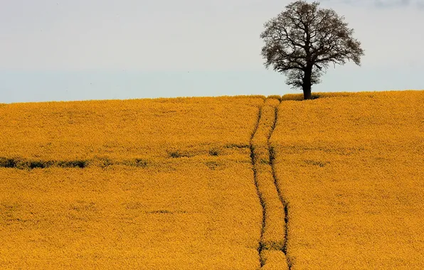 Picture road, field, tree
