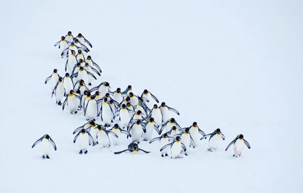 Picture snow, nature, penguins