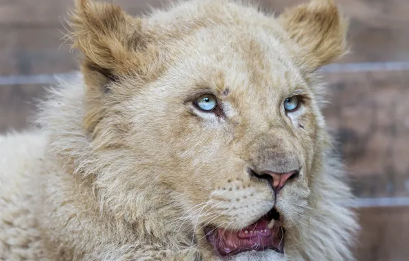 Picture cat, face, blue eyes, lion, white lion, ©Tambako The Jaguar