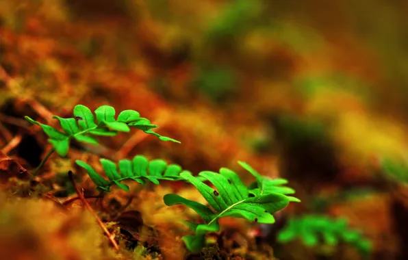 Picture leaves, macro, sprouts, earth, fern, shoots