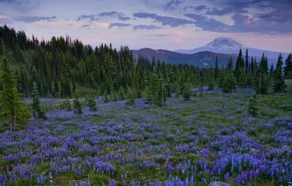 Picture trees, flowers, mountains, glade, Washington, lupins, Cascade Range, Goat Rock Wilderness