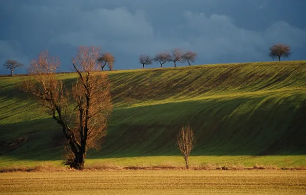 Picture field, trees, nature, hill