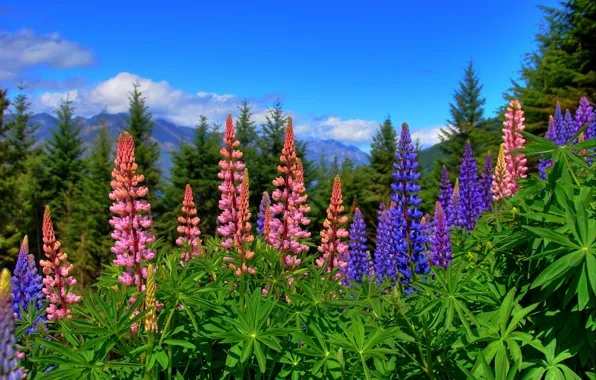 Picture flowers, New Zealand, New Zealand, lupins