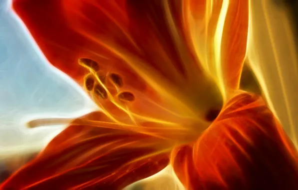 Picture flower, yellow, red, fractal, fractalius, Orphey
