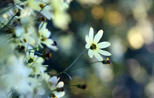 Picture white, flower, macro, glare, tenderness, plants