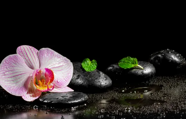 Picture flower, water, Orchid, leaves, Spa stones