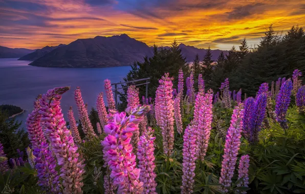 Picture sunset, flowers, mountains, lake, panorama