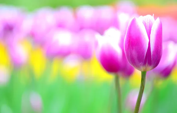 Picture flowers, pink, Tulip, blur, tulips, flowerbed