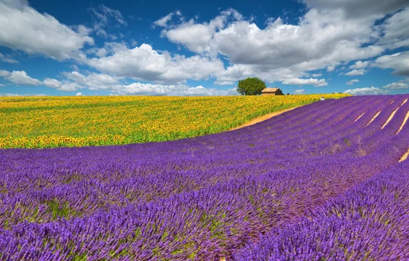 Picture field, the sky, clouds, sunflowers, yellow, lilac, lavender