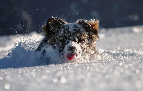 Picture language, face, snow, mood, Winter, plays, dog