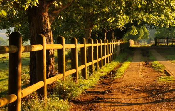 Picture light, road, trees, fence, golden morning