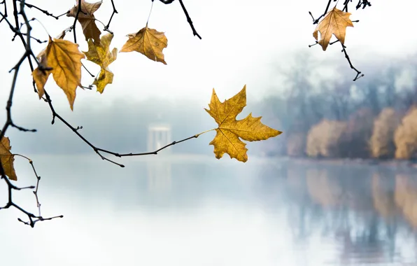 Picture leaves, branches, lake, Park, morning, yellow, autumn