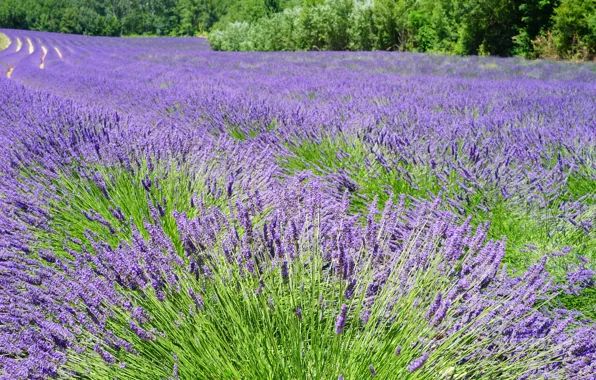 Picture field, summer, the sun, lavender