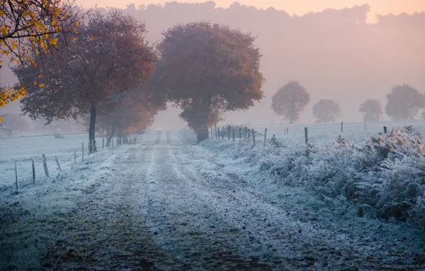 Picture frost, road, autumn, grass, trees, fence, freezing