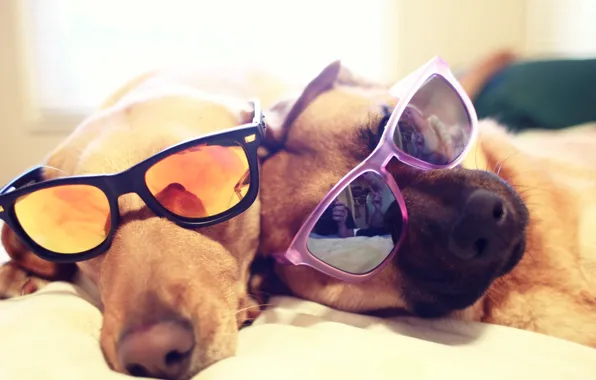 Picture GLASSES, BED, LIE, DOGS, DOGS